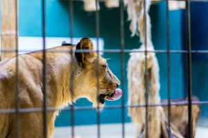 lioness, zoo berlin