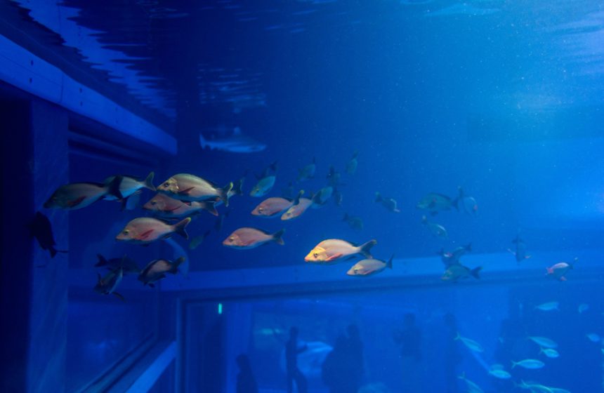 Aquarium in Osaka